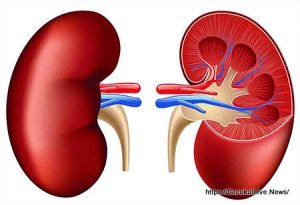 কিডনি রোগের লক্ষণ ও প্রতিকার