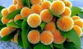 কদম ফুল নিয়ে কবিতা