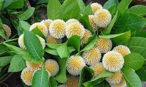 কদম ফুল নিয়ে কবিতা 2 গুরুকুল লাইভ লিউজ কদম ফুল নিয়ে কবিতা গুচ্ছ