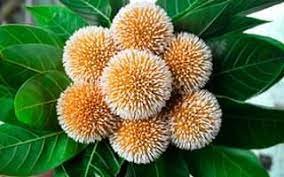 কদম ফুল নিয়ে কবিতা 3 গুরুকুল লাইভ লিউজ কদম ফুল নিয়ে কবিতা গুচ্ছ