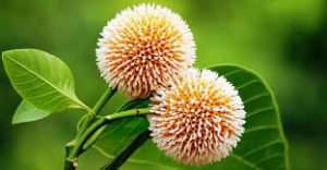 কদম ফুল নিয়ে কবিতা গুরুকুল লাইভ লিউজ কদম ফুল নিয়ে কবিতা গুচ্ছ