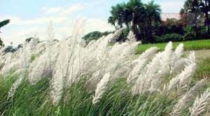 কাশফুল 1 গুরুকুল লাইভ লিউজ কাশফুল নিয়ে কবিতা গুচ্ছ