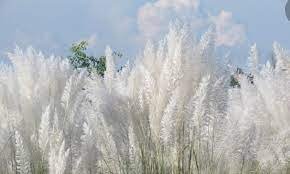 কাশফুল 3 গুরুকুল লাইভ লিউজ কাশফুল নিয়ে কবিতা গুচ্ছ