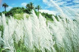 কাশফুল নিয়ে কবিতা