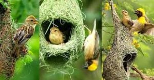 বাবুই পাখি কবিতা 1 গুরুকুল লাইভ লিউজ বাবুই পাখি কবিতা - আলমগীর কবীর