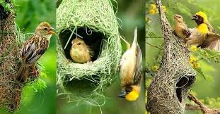 বাবুই পাখি কবিতা 1 গুরুকুল লাইভ লিউজ বাবুই পাখি কবিতা - আলমগীর কবীর