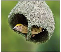 বাবুই পাখি কবিতা গুরুকুল লাইভ লিউজ বাবুই পাখি কবিতা - আলমগীর কবীর