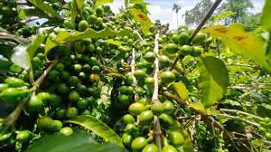 টাঙ্গাইলের মধুপুর গড়ের লাল মাটিতে কফি চাষ