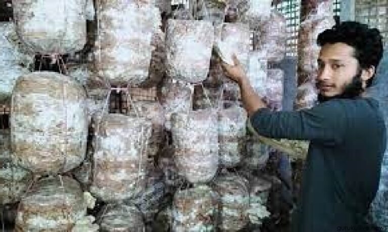 শেরপুরে মাশরুম চাষ করে লাভবান হয়েছেন তরুণ উদ্যোক্তা উজ্জল মিয়া