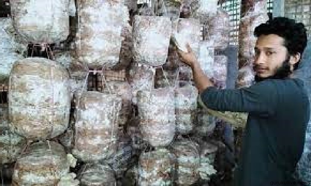 শেরপুরে মাশরুম চাষ করে লাভবান হয়েছেন তরুণ উদ্যোক্তা উজ্জল মিয়া