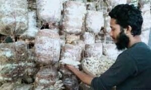 শেরপুরে মাশরুম চাষ করে লাভবান হয়েছেন তরুণ উদ্যোক্তা উজ্জল মিয়া