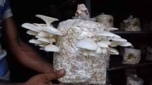 শেরপুরে মাশরুম চাষ করে লাভবান হয়েছেন তরুণ উদ্যোক্তা উজ্জল মিয়া