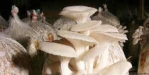 শেরপুরে মাশরুম চাষ করে লাভবান হয়েছেন তরুণ উদ্যোক্তা উজ্জল মিয়া